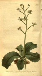 Illustration von Ponthieva racemosa